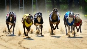 Best Greyhound Betting Sites in Ireland