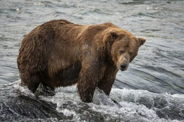 Bear 32, a large brown bear, stares in the direction of the camera while standing in a rushing river.