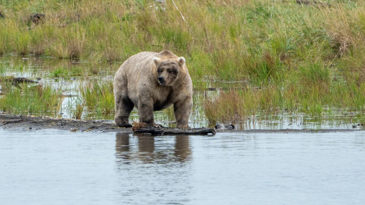 Featured image for “Fat Bear Week: Nature’s Hottest Esport Event”