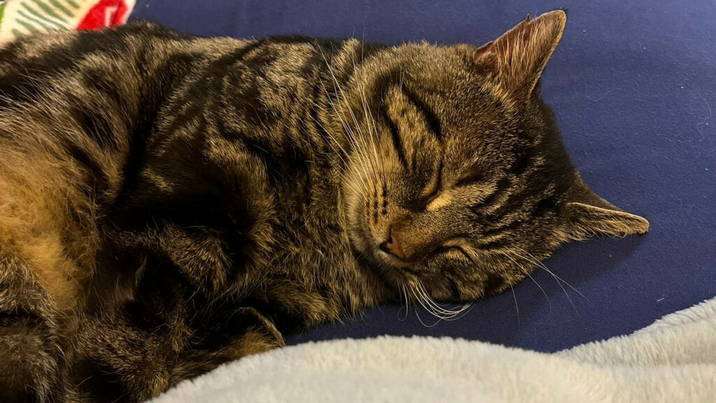 Image shows a Bengal cat named Fishtopher asleep on his side.